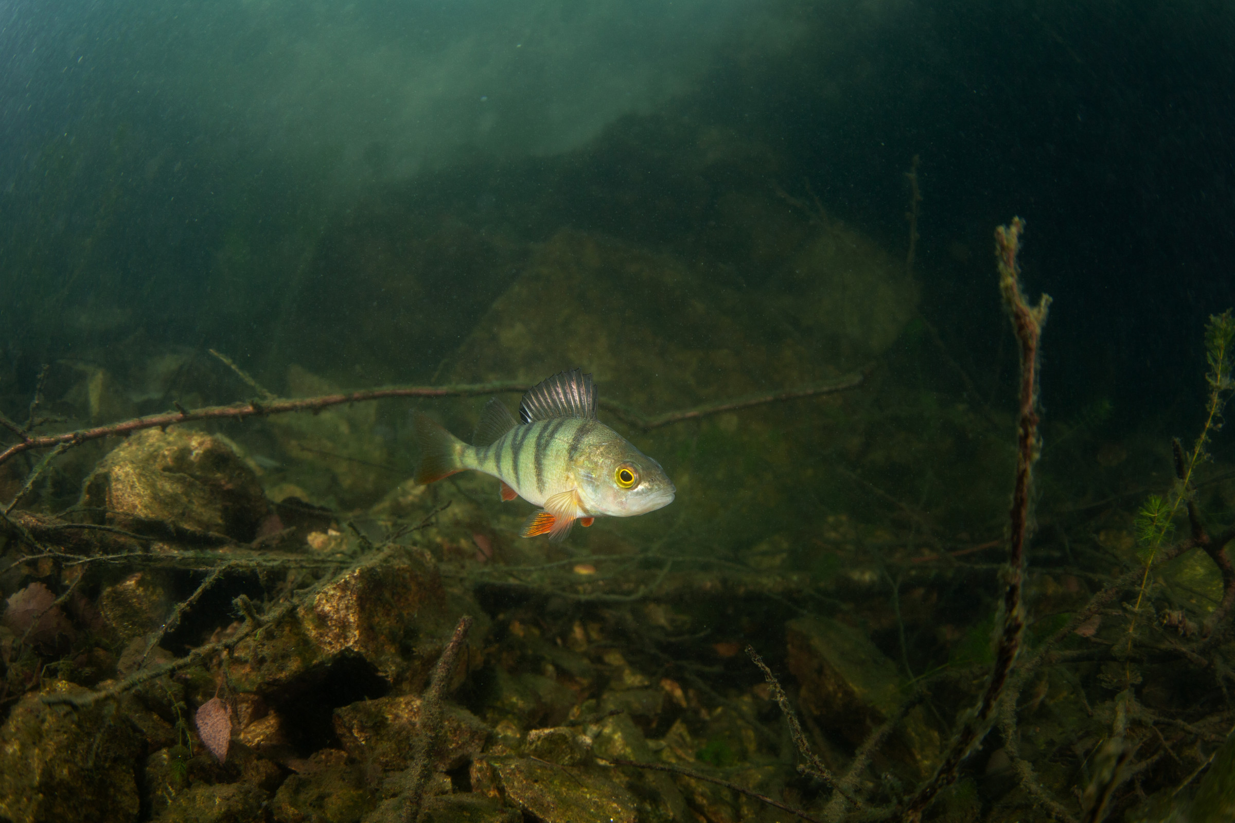 Sveriges vanligaste fisk | Rädda Djuren-klubben |