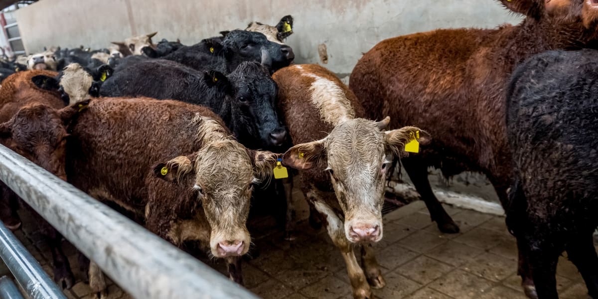 End of the Line for Factory Farming
