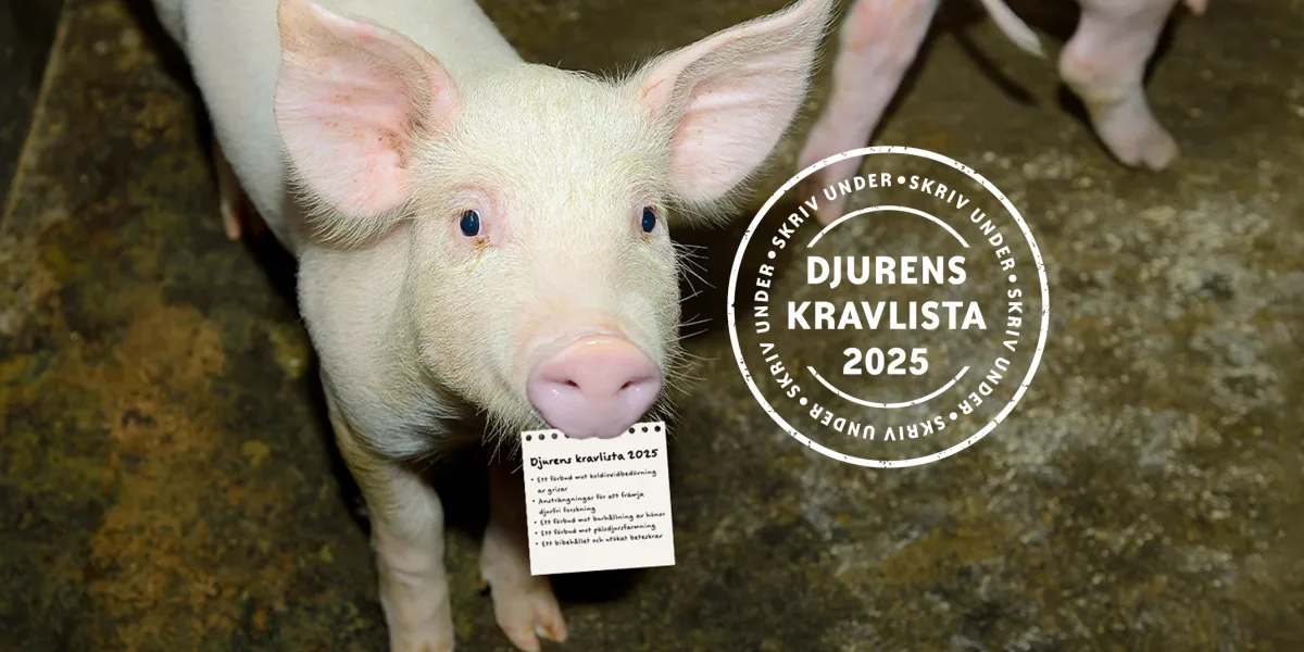 En gris med en lapp i munnen, bredvid en logotyp för "Djurens kravlista 2025".