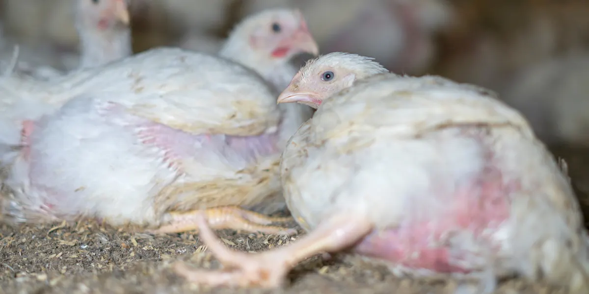 Kycklingar med skador på en av Kronfågels anläggningar. Bilden är från ett annat tillfälle än det som återges i text.