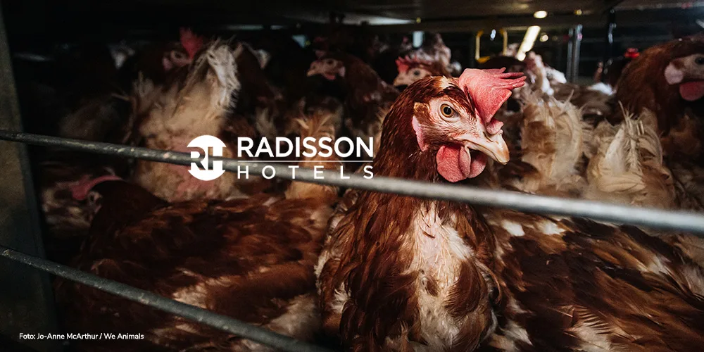 Radisson – Empty cages, not empty promises!