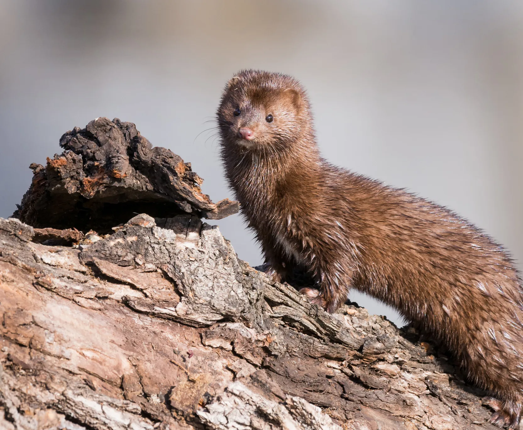 Mink