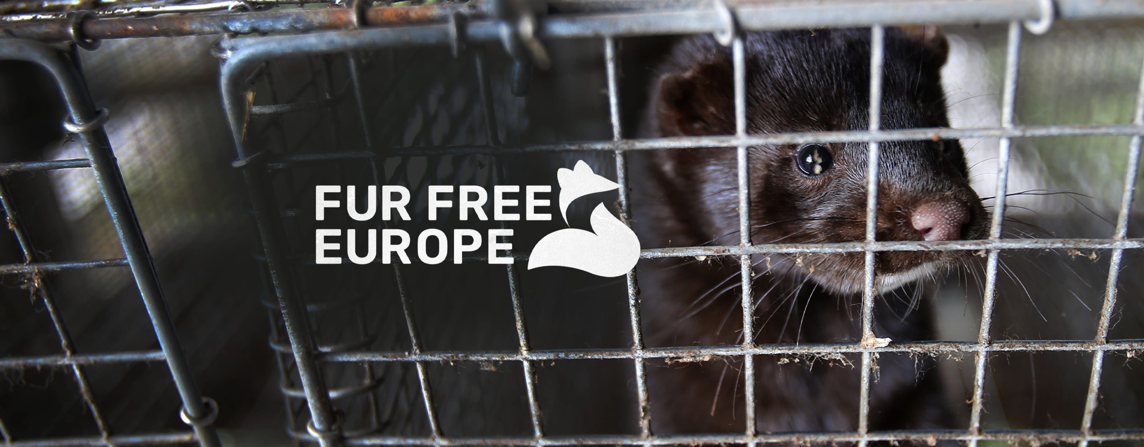 djurensratt-se/agera/kampanjer/header-fur-free-europe