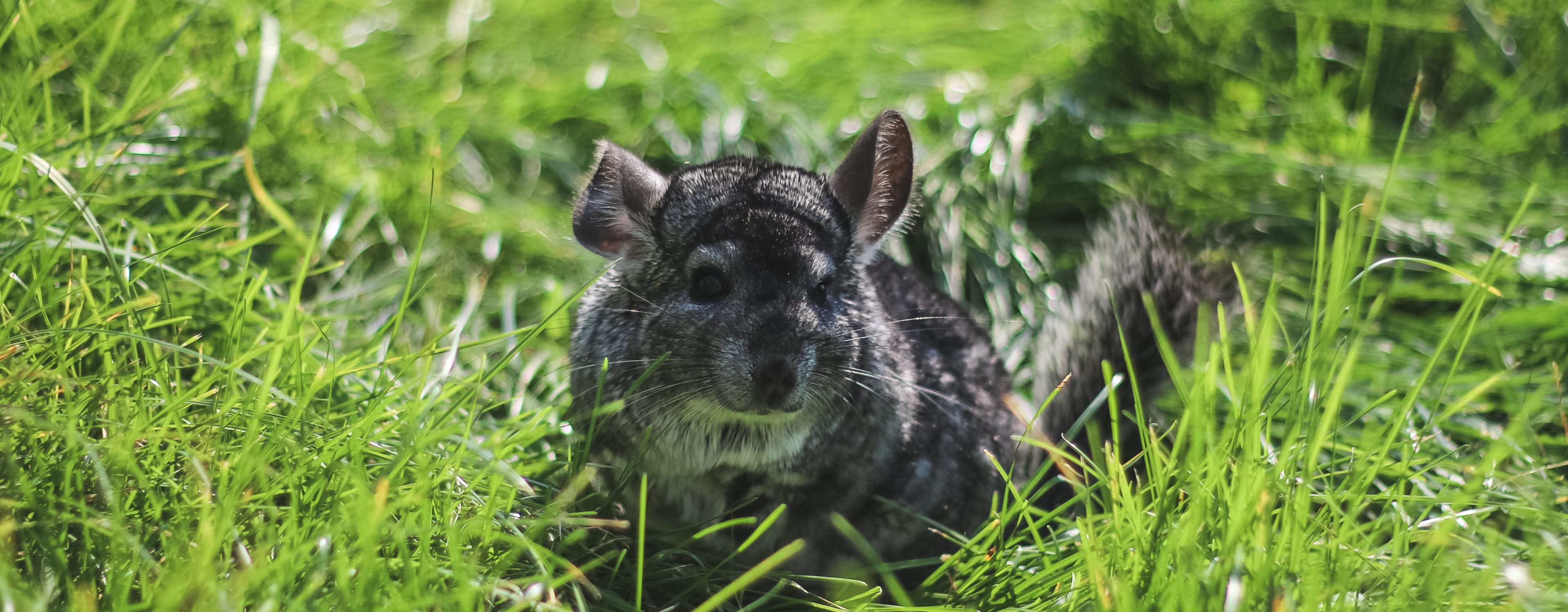 En fri chinchilla på en äng.