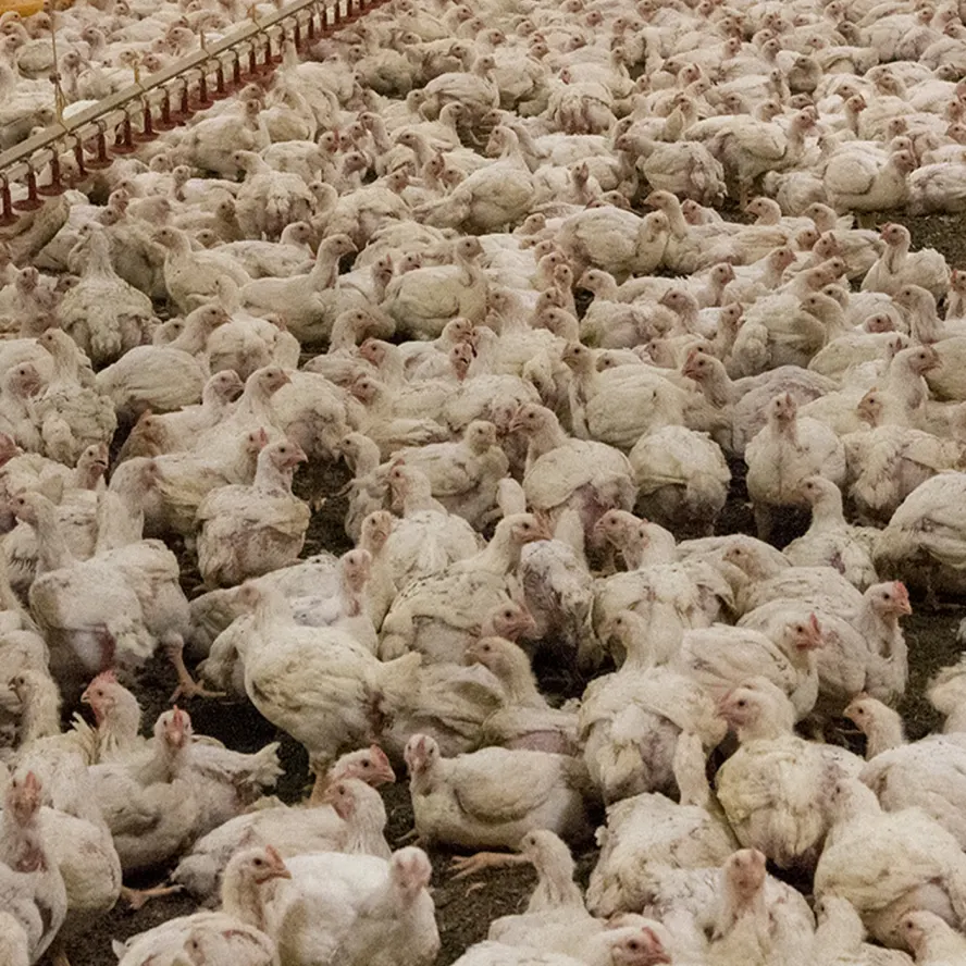 Kycklingfabriker med hög trängsel behöver dokumentera dödlighet enligt EU.