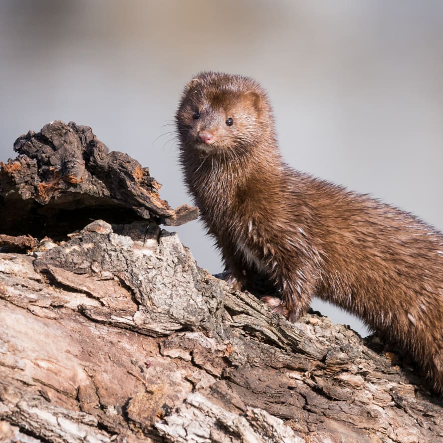 Mink