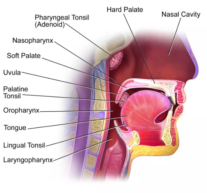 Letak Adenoid Letak Adenoid