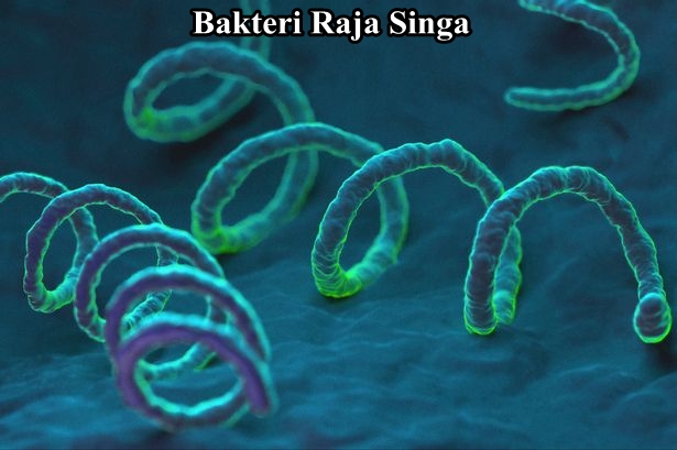 Bakteri raja singa Bakteri raja singa