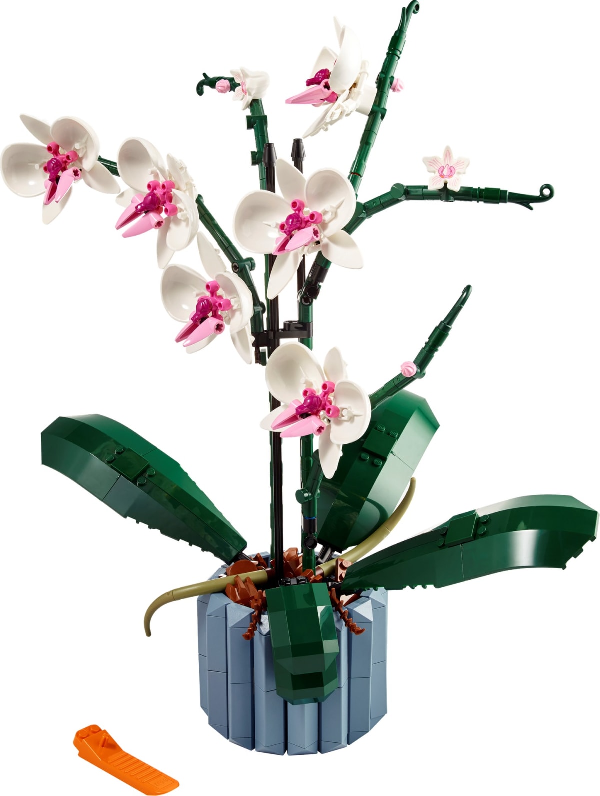 Orchidea – widok główny