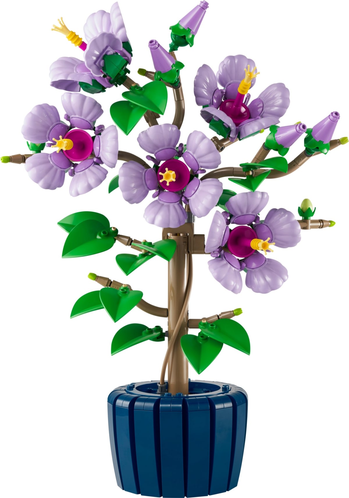 Hibiscus – widok główny