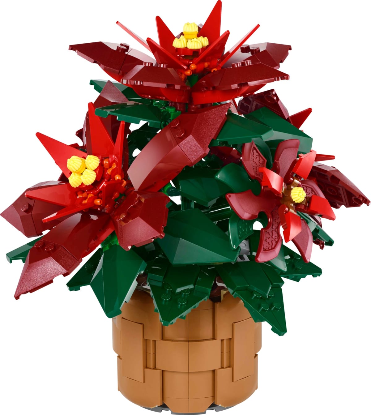 Poinsettia – widok główny