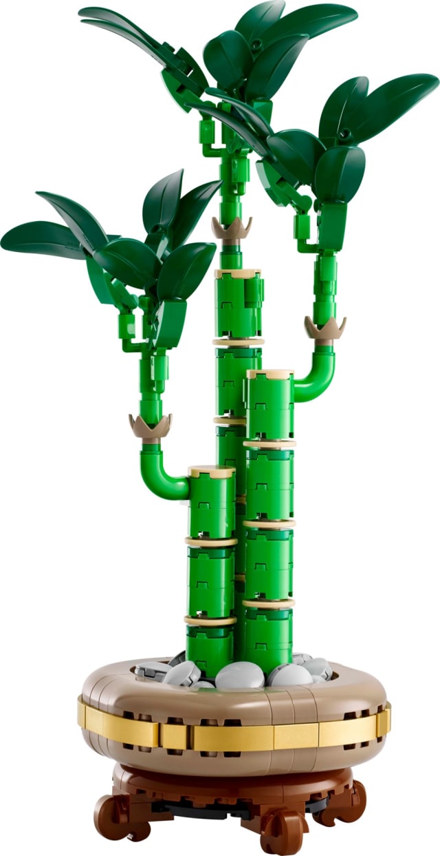 Dracena sandera