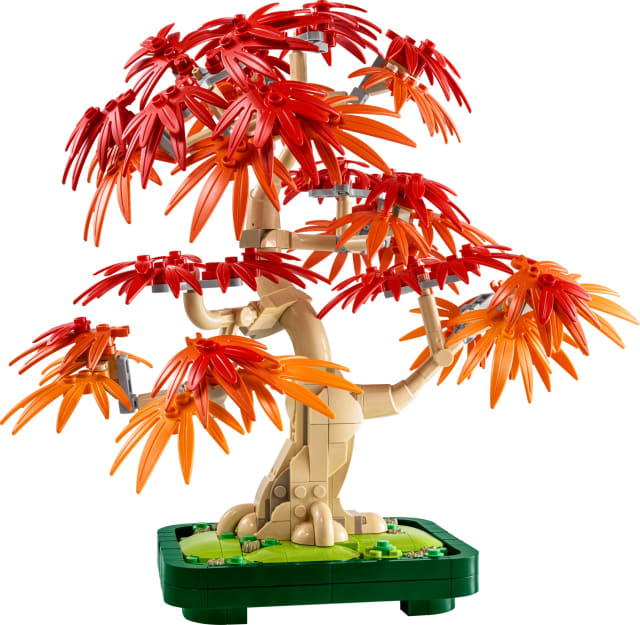 Klon palmowy bonsai