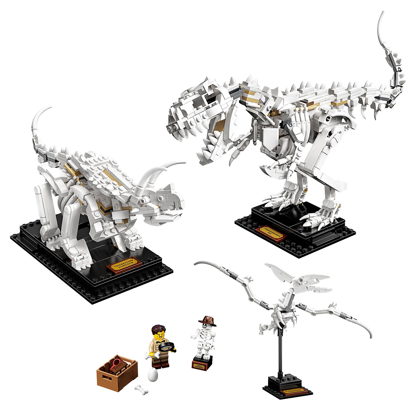 Szkielety dinozaurów