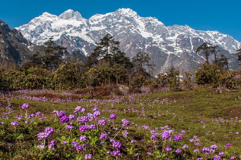 Yumthang Valley of Flowers Yumthang Valley Sikkim Best Time To Visit
