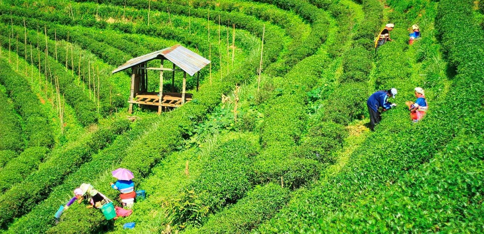 Image for Tea Trails and Mountain Mist: Discovering the Tea Plantations of North Bengal and Darjeeling Beyond the Darjeeling Town