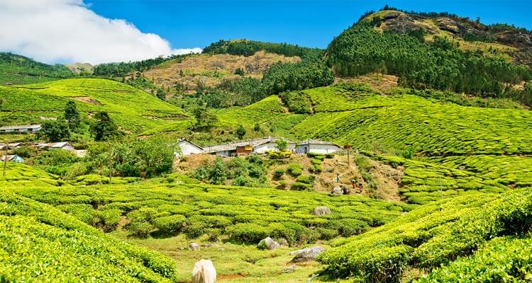 Kolukkumalai Tea Estates