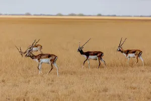 Blackbuck_in_Velavadar_National_Park_4687