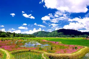 Ziro_valley_Aruncahl_in_summer_4282