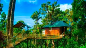 Munnar_tree_house_8040