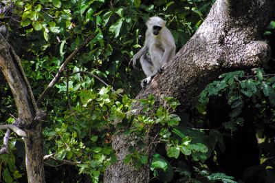 Corbett and the photography