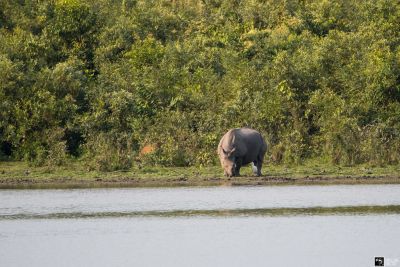 Kaziranga - A home for rare species of wildlife