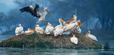 Day Visit to Vembanad Bird Sanctuary