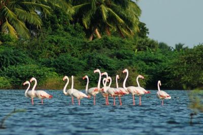 Day Visit to Vembanad Bird Sanctuary