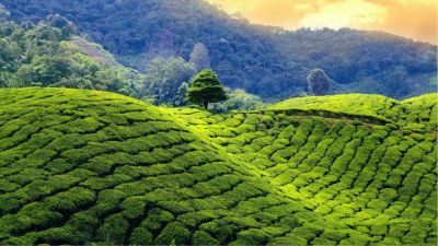 Exploring Darjeeling and Sikkim A Budget Travel Guide