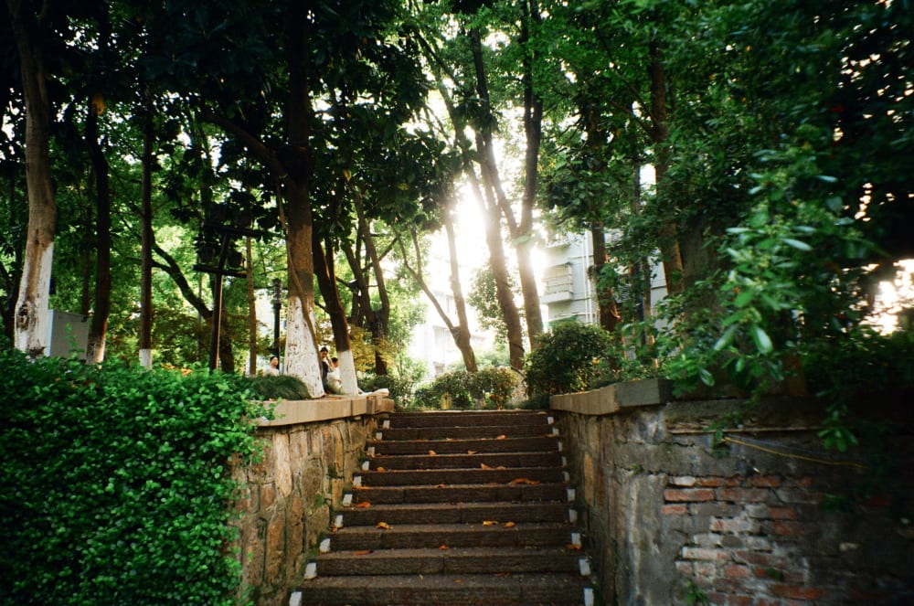 Sunlight through trees above stone steps
