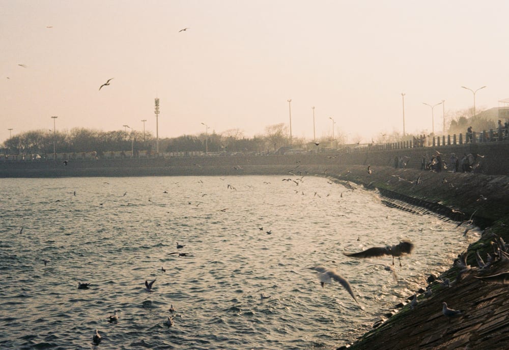 Seagulls flying over the water and seawall