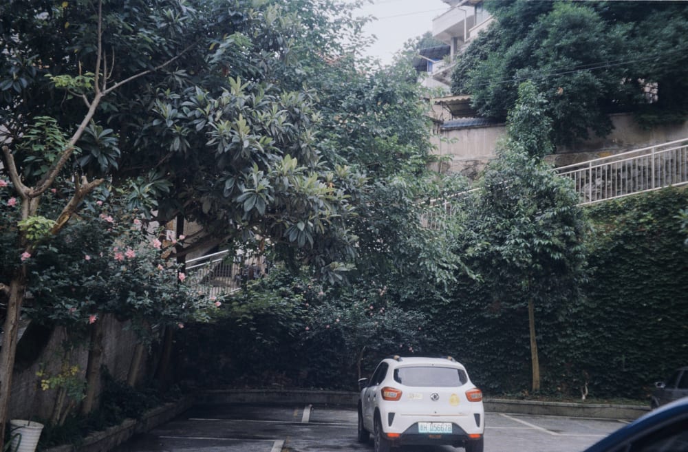 A white car parked beneath trees and an ivy-covered wall