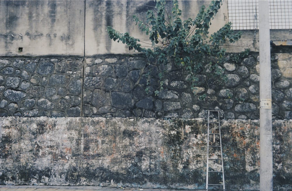 A ladder leaning against a stone wall beneath a tree