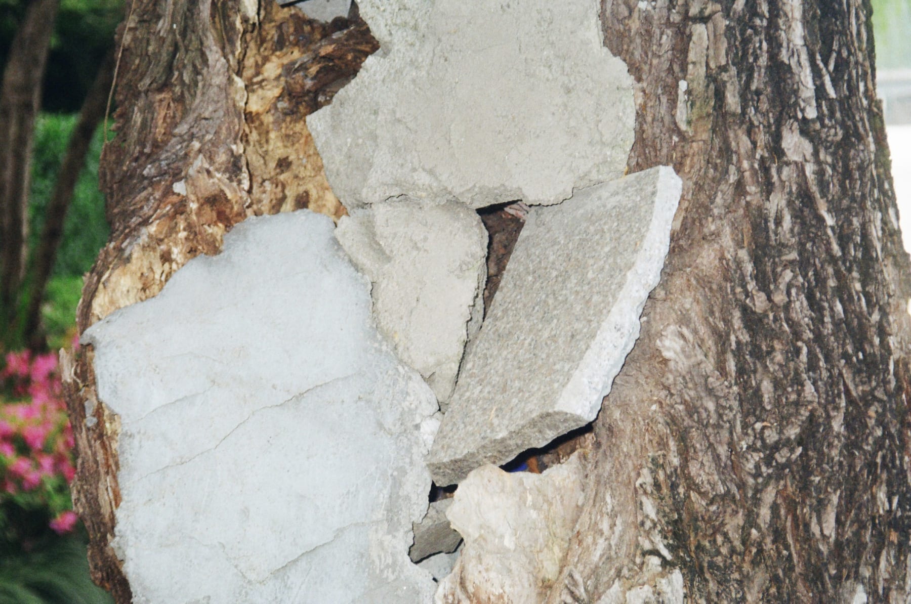Flaking white paint on a tree trunk