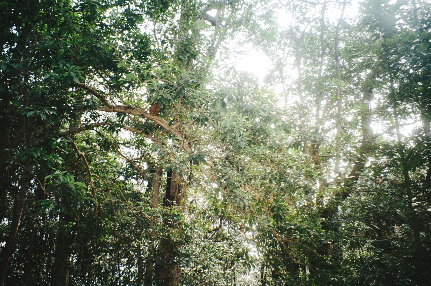 Sunlit branches and leaves