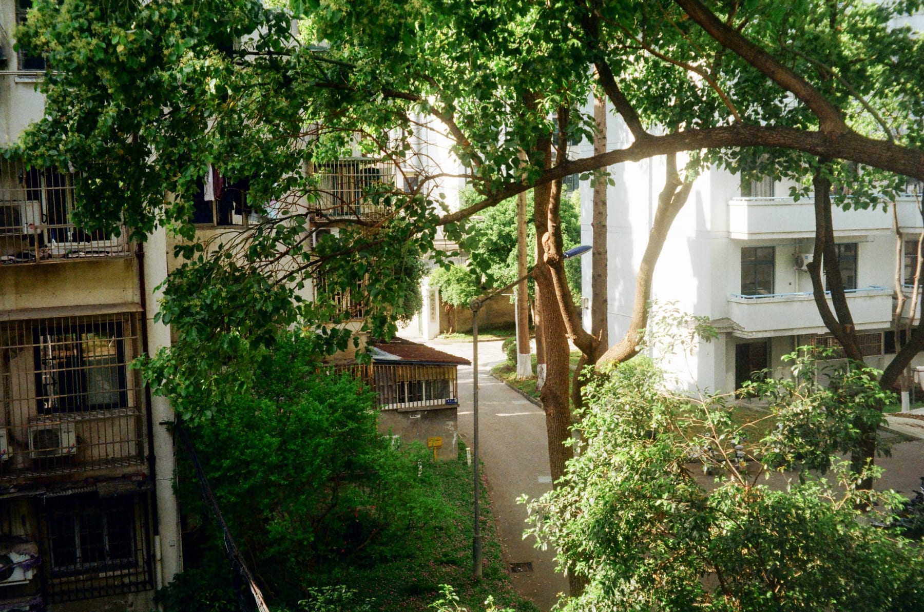 Trees surrounding residential buildings