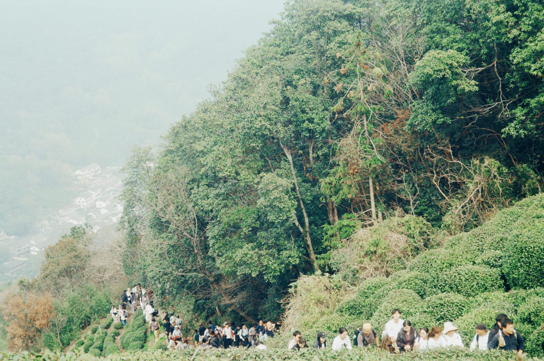 Visitors walking uphill through tea fields