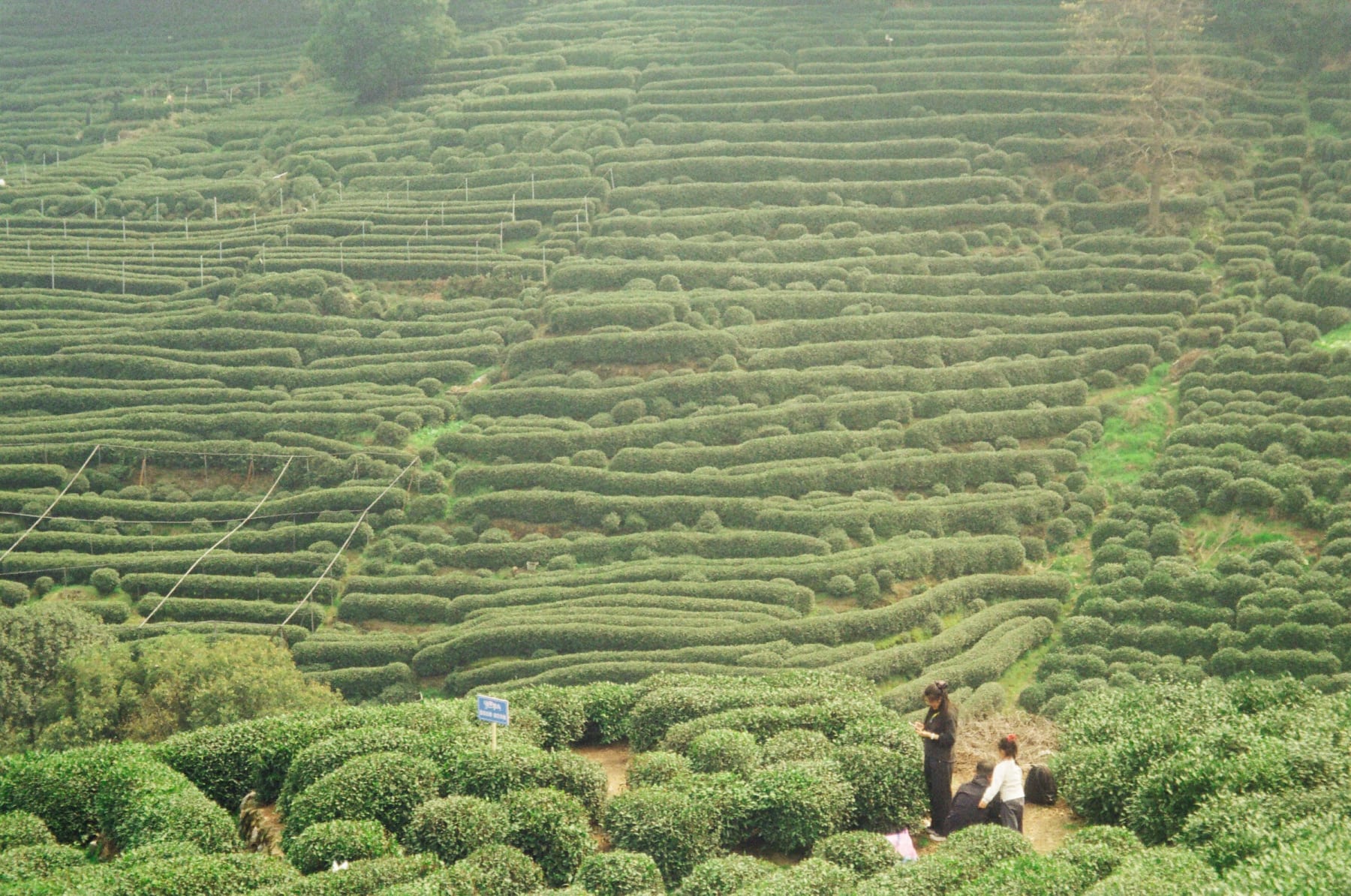 Two people among rows of tea bushes