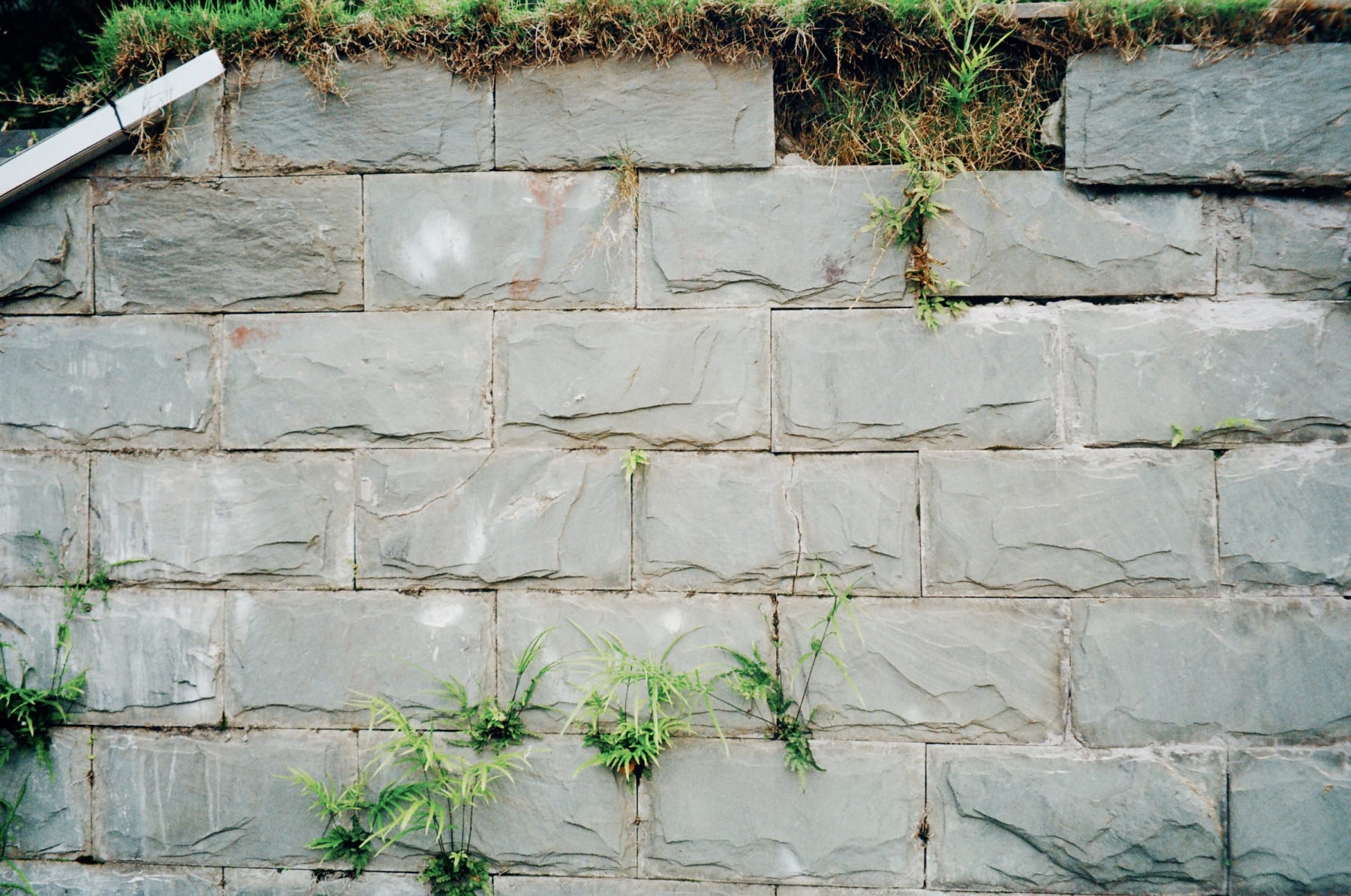 Grass growing between stone wall blocks
