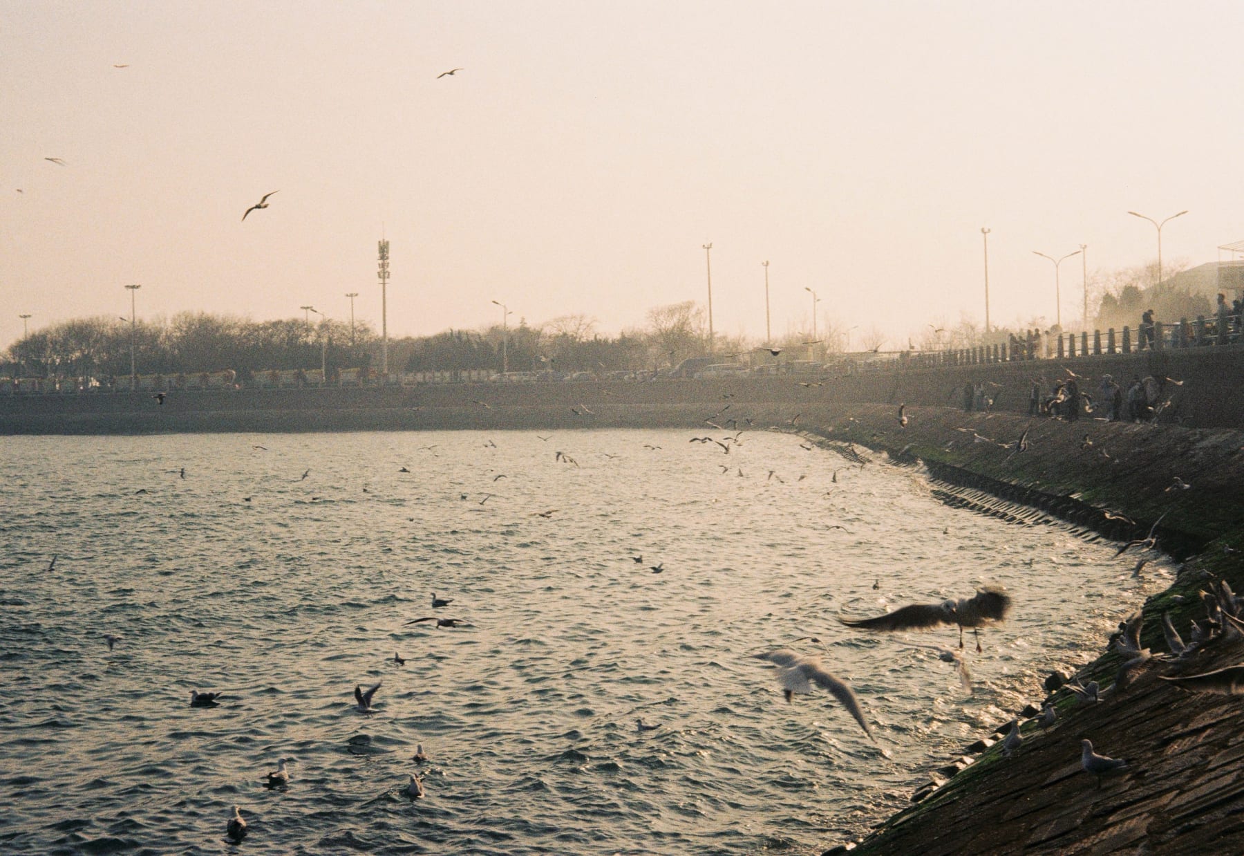 Seagulls flying over the water and seawall