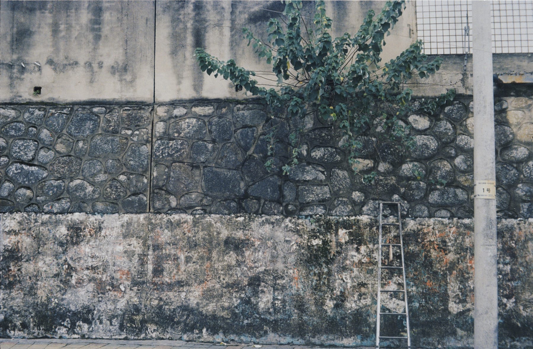 A ladder leaning against a stone wall beneath a tree