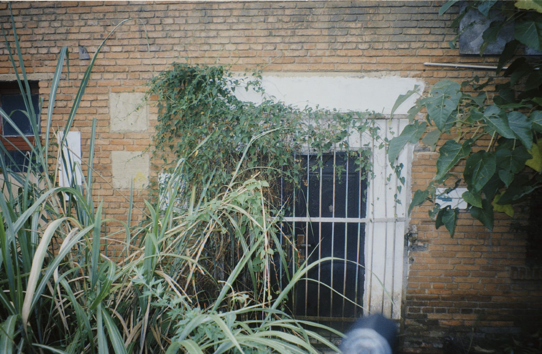 Tall grass covering a barred window in a brick wall