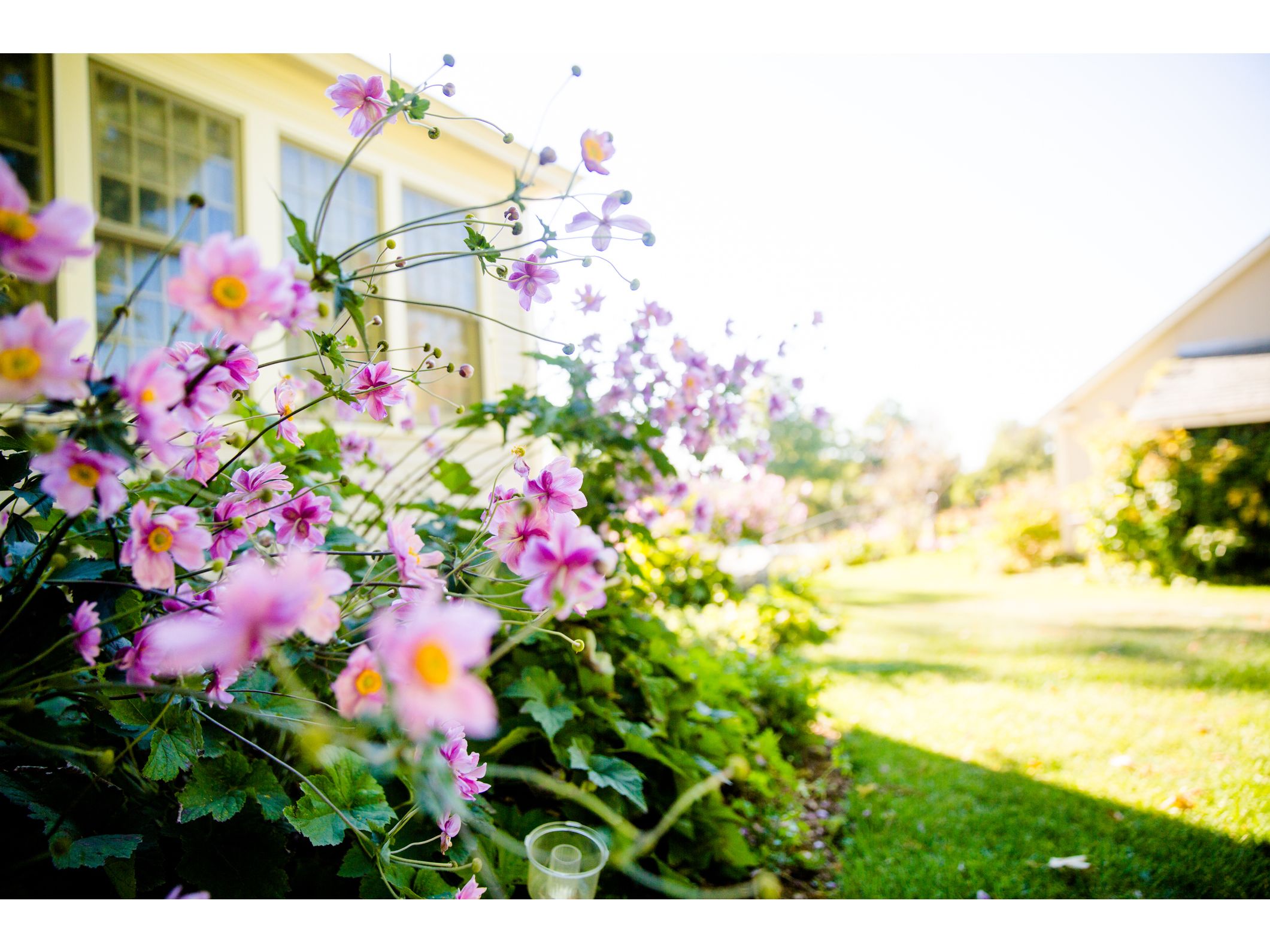 Picture of spring flowers in bloom.
