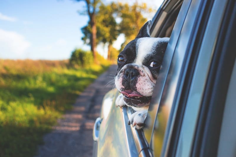 Cute dog in car