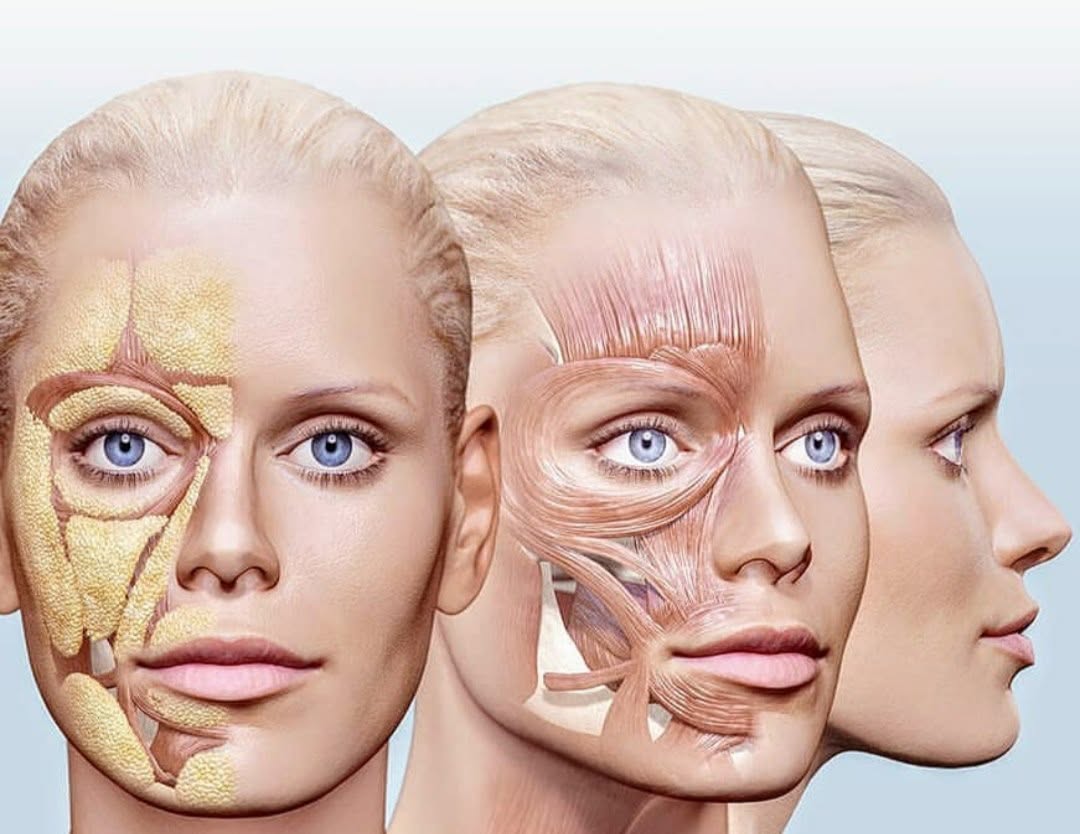 Evolving Surgery, Applied Facial Anatomy & Injections Cadaver Masterclass