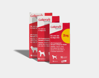 Galliprant Koala Health