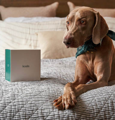 Get your pet's prescriptions from us delivered!