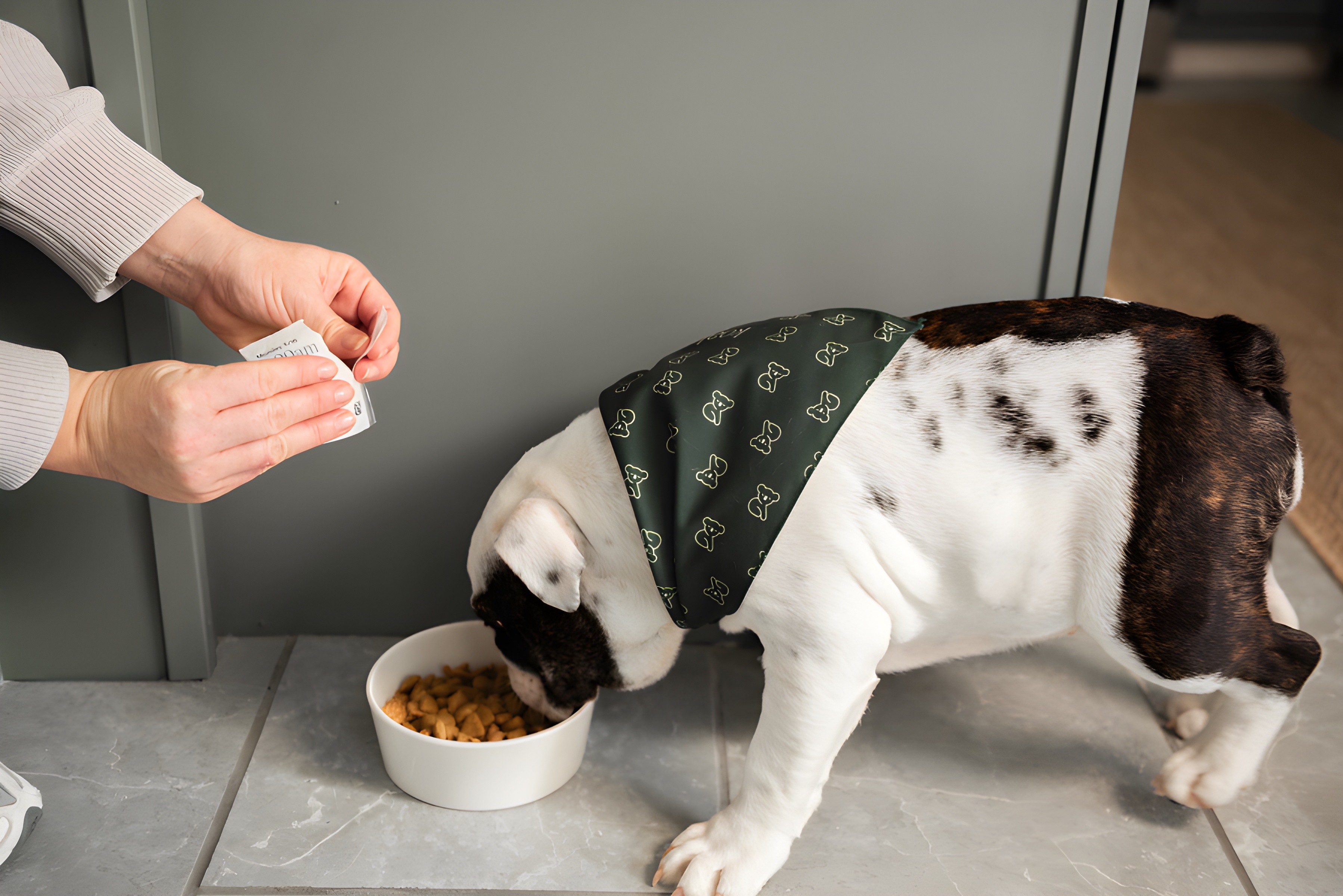 Pet Health Is Our Obsession