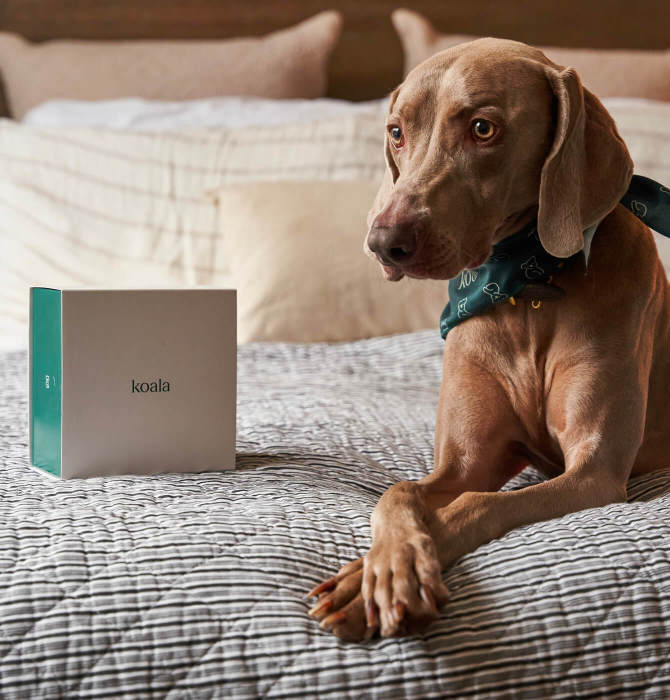 Get your pet's prescriptions from us delivered!