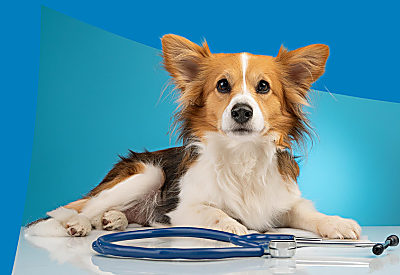 Real Ingredients, Real Solutions